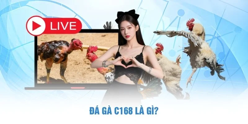 Đá gà C168 là gì?