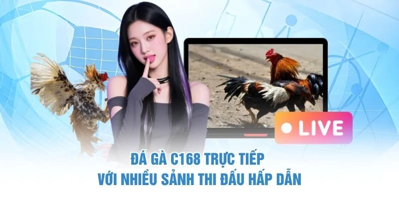 Đá gà C168 trực tiếp với nhiều sảnh thi đấu hấp dẫn