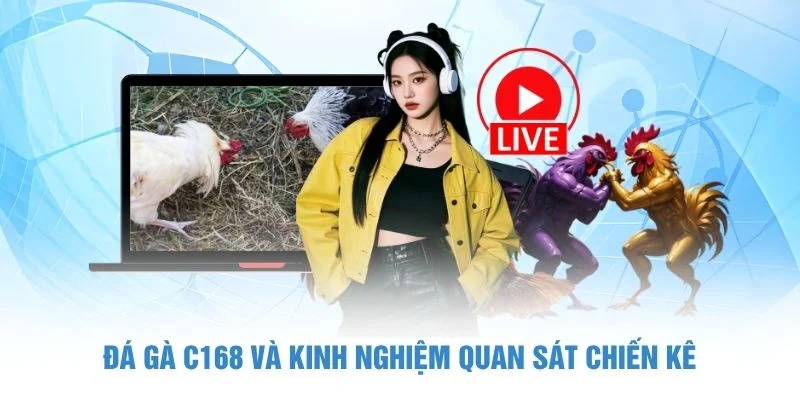 Đá gà C168 và kinh nghiệm quan sát chiến kê