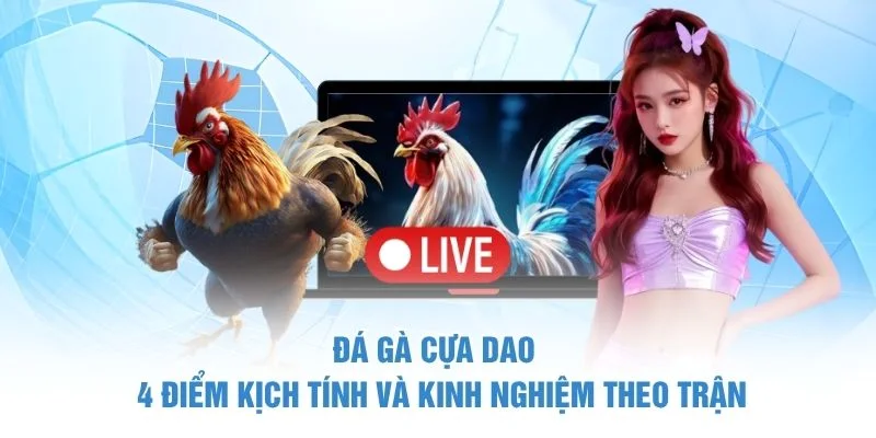 Đá Gà Cựa Dao – 4 Điểm Kịch Tính Và Kinh Nghiệm Theo Trận