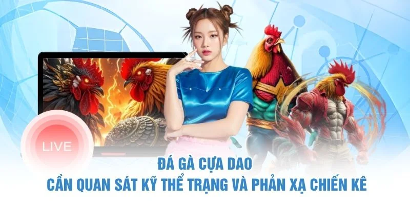 Đá gà cựa dao cần quan sát kỹ thể trạng và phản xạ chiến kê