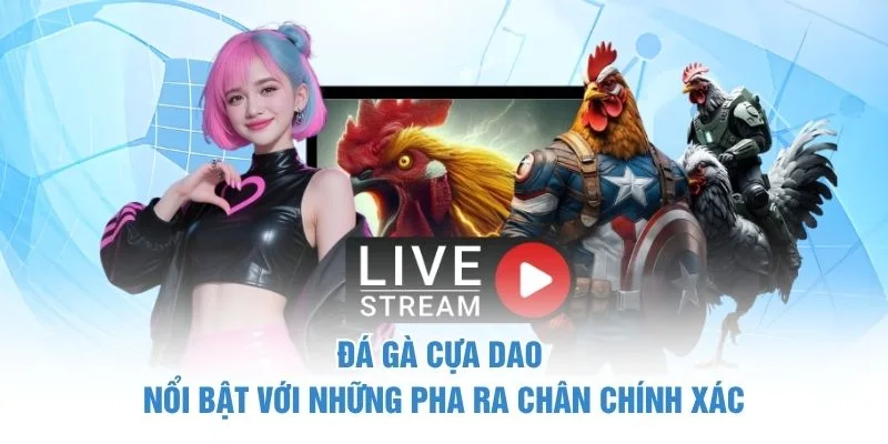 Đá gà cựa dao nổi bật với những pha ra chân chính xác