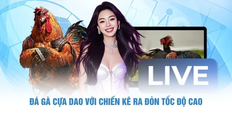Đá gà cựa dao với chiến kê ra đòn tốc độ cao