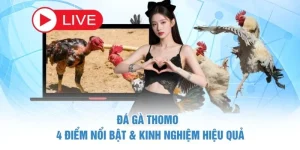 Đá gà Thomo - 4 Điểm Nổi Bật & Kinh Nghiệm Hiệu Quả