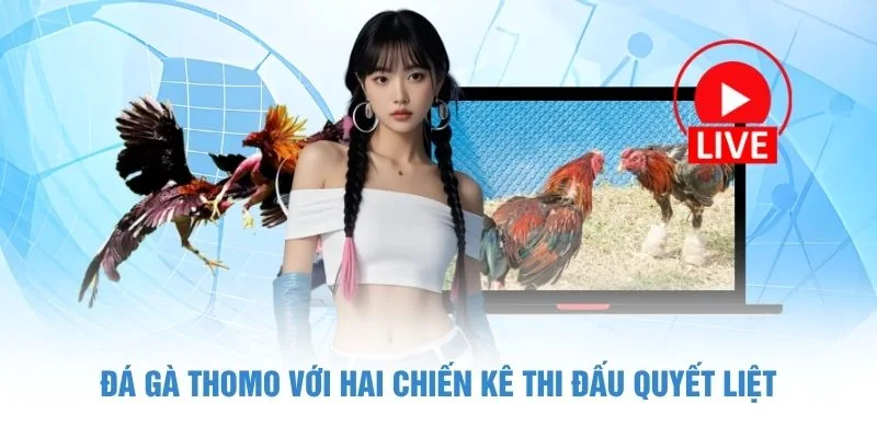 Đá gà Thomo với hai chiến kê thi đấu quyết liệt