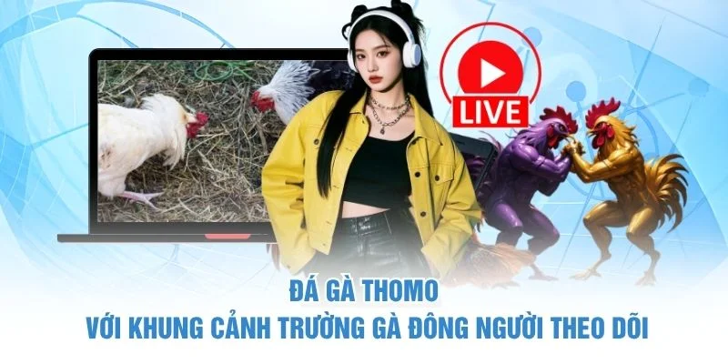 Đá gà Thomo với khung cảnh trường gà đông người theo dõi