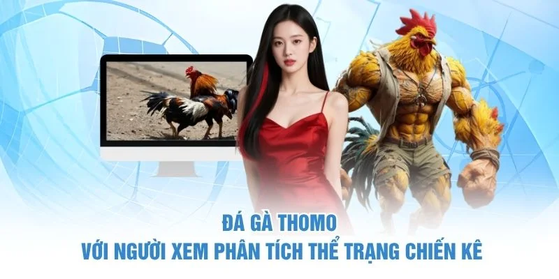 Đá gà Thomo với người xem phân tích thể trạng chiến kê